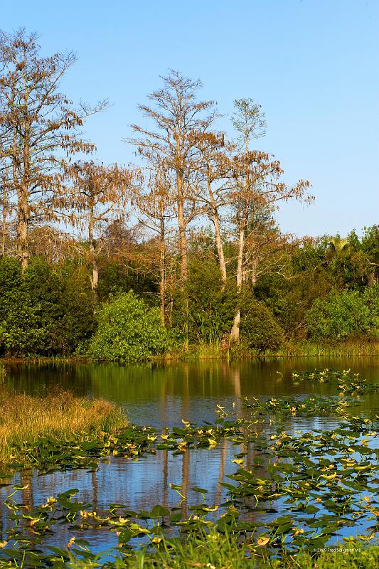 20090220_170850 D3 P1 3400x5100 srgb.jpg - Loxahatchee National Wildlife Preserve